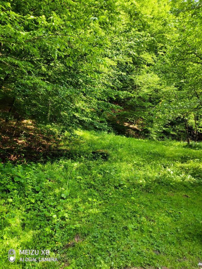 Золота Поляна Daire Dış mekan fotoğraf